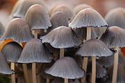 [nl] Paddestoelen en zwammen [en] Mushrooms and Fungi